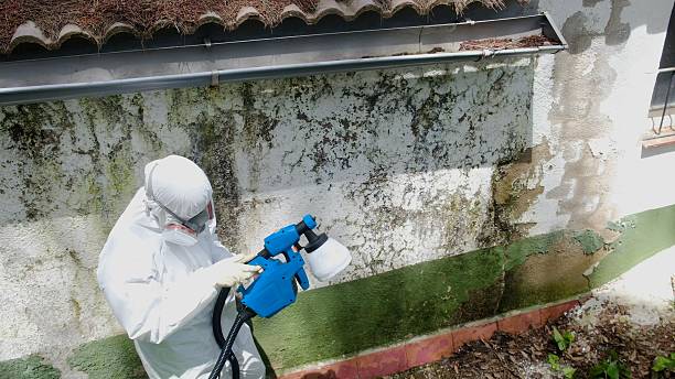 Mold Remediation service in Trenton, Trenton, NJ